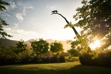 Leopard's Leap The Sunset Smooth Event: 20 December 2025